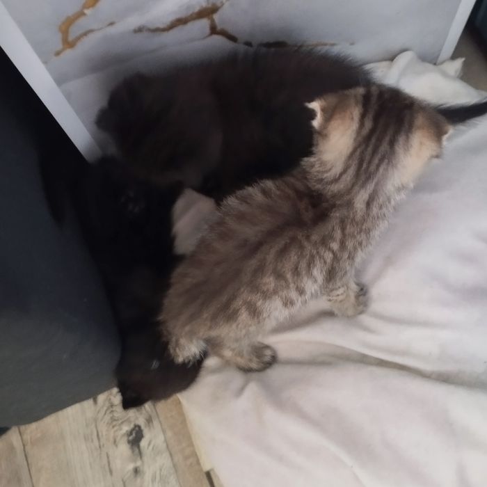 отдам котят в добрые руки