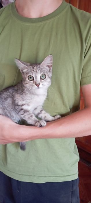 Отдам котёнка  девочку