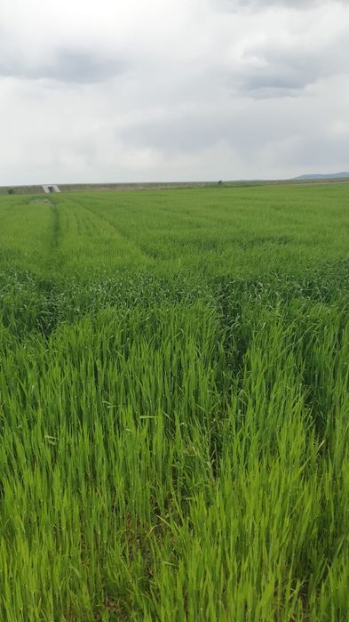 Proprietar,vând 17 ha teren arabil.