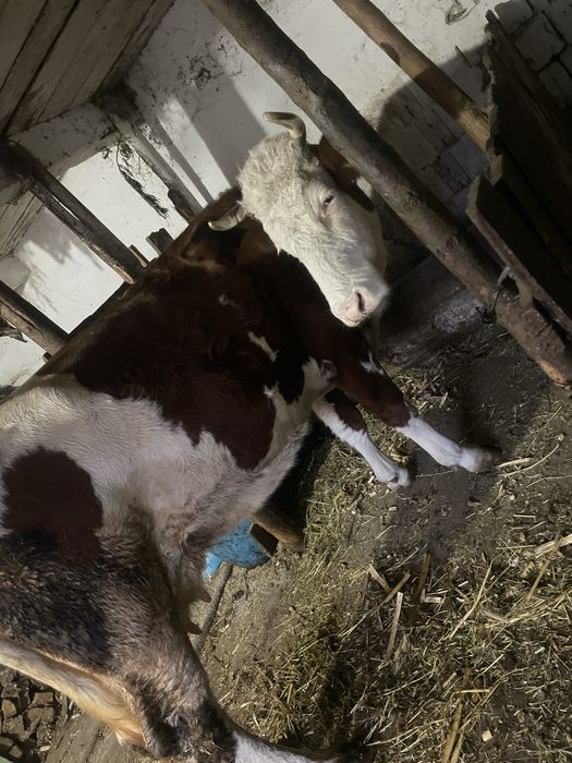 Vaca gestanta in 7 luni, 7 ani are, inca se mulge