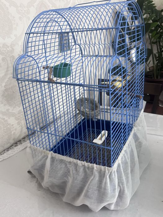 Канарейка самка вместе с келеткой