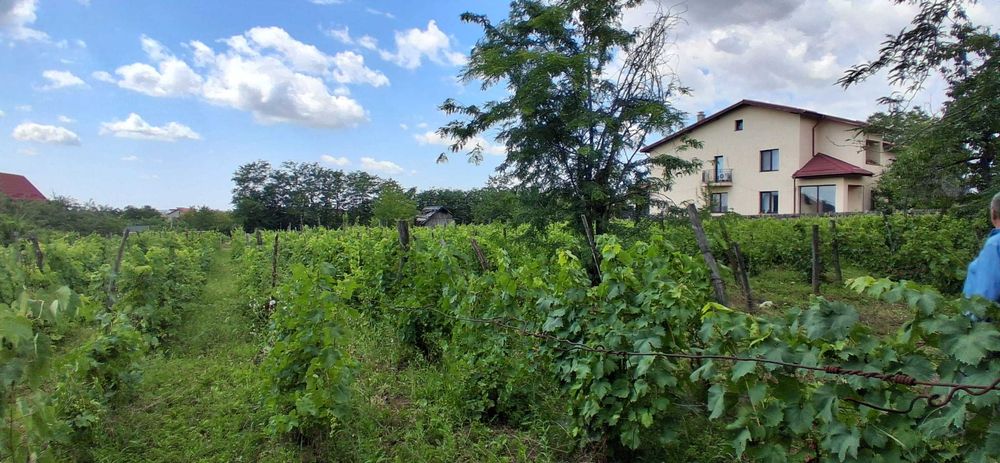 Teren intravilan 4.800 mp cu deschidere de 48 ml , ideal ansamblu rezidential