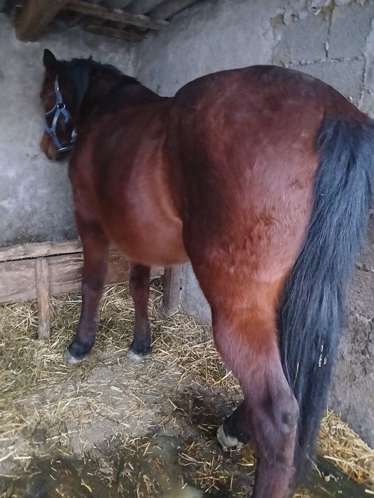 Vand cal căstrat foarte cuminte