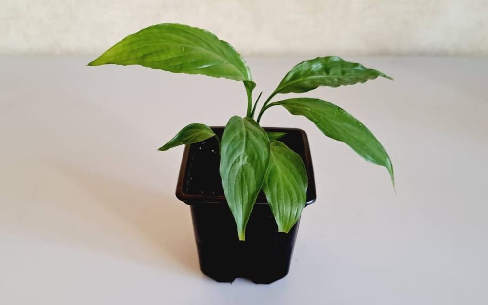 Комнатные цветы.