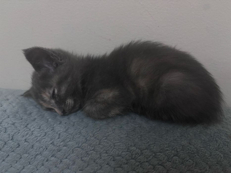 Котенок в добрые ручки