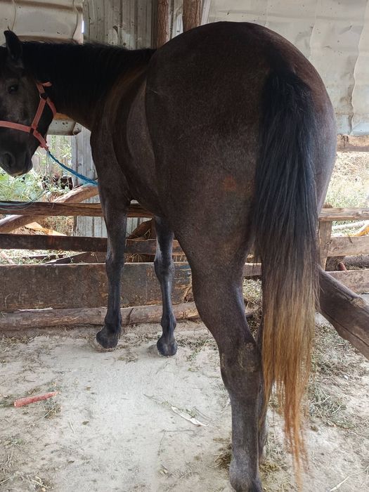 Vând Iapă Sură de 3 ani