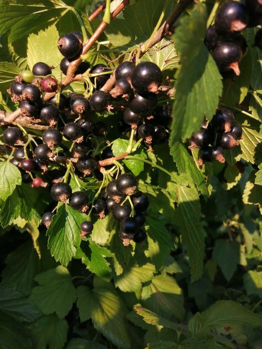 Sirop din coacăze negre