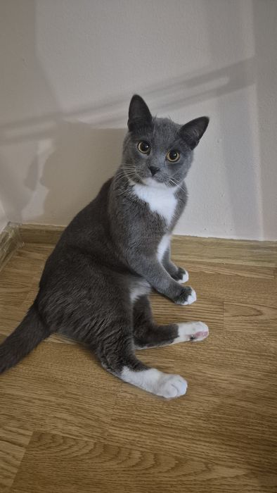 Отдам котенка 1 год