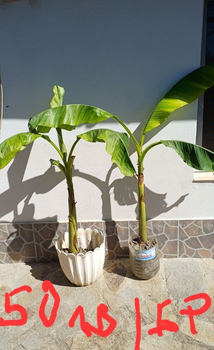 Бананови палми, различни размери