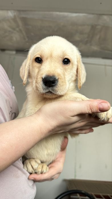 Щенок лабладора