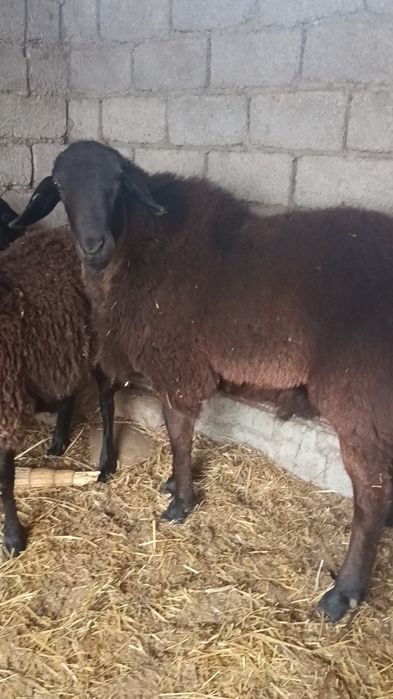 Қўчқор 2 ёшда 2 тиш