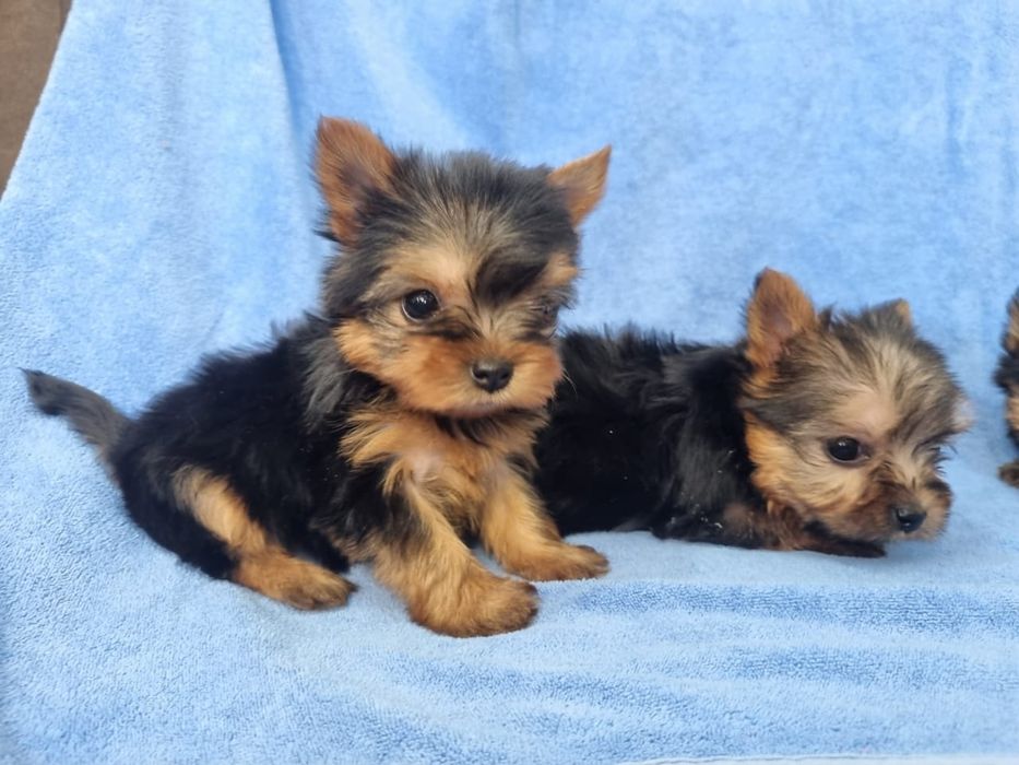 Очаровательные  мини йорки