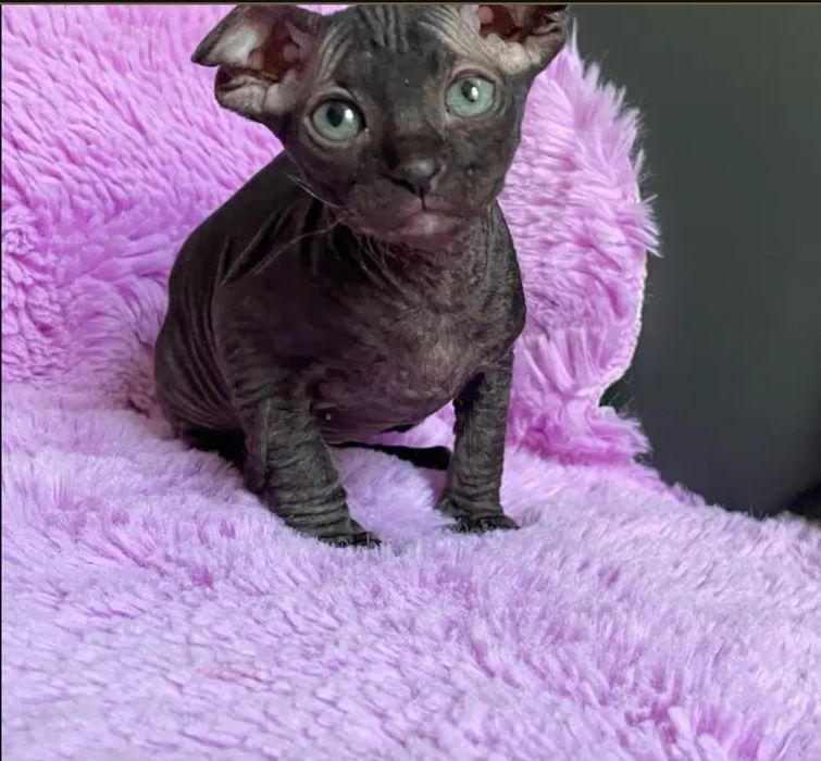 Продаються котята сфинкса