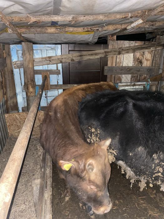 Продам 3-х бычков