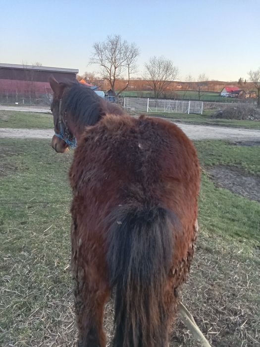 Vînd mânz de 10 luni