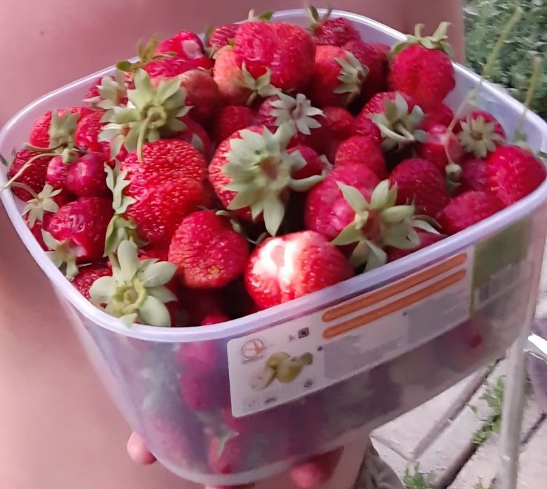 Рассада клубники