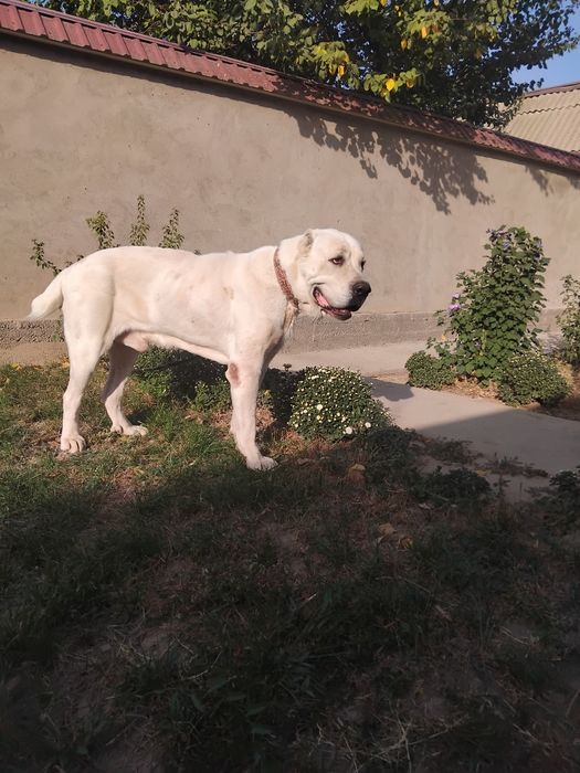 Алабай вязка чистокровный