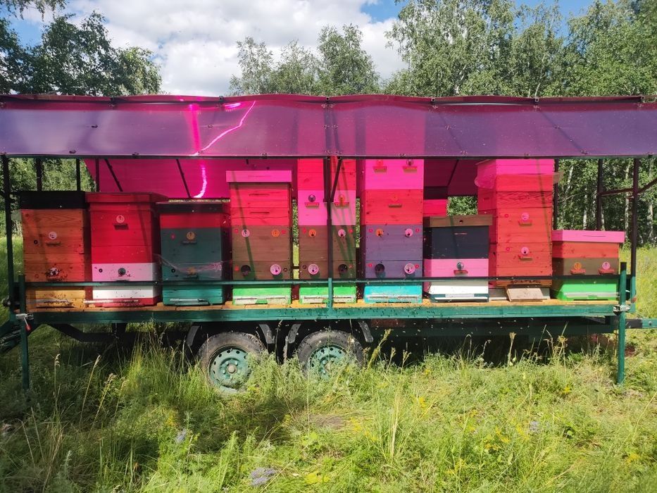 Продам мед с личной пасеки 2025 г