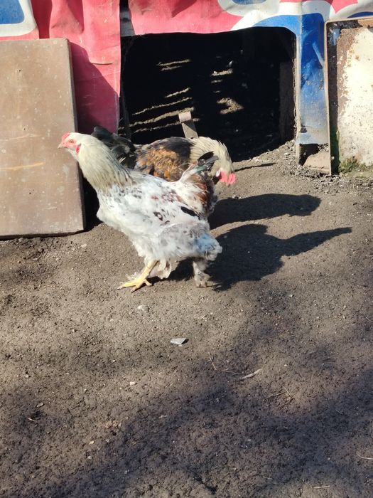 Schimb cocoși pe puici,gaini