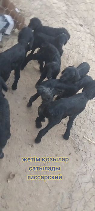Гиссарский жетімдер