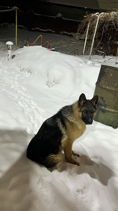 Продам щенка немецкой овчарки