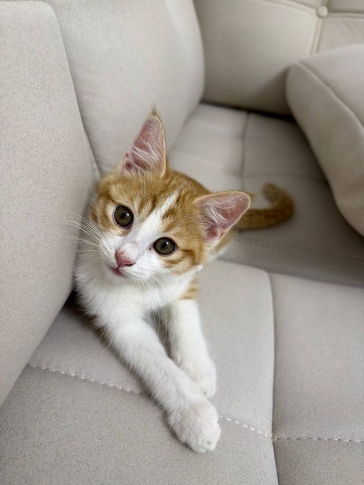 Sariq mushukcha 3 oylik