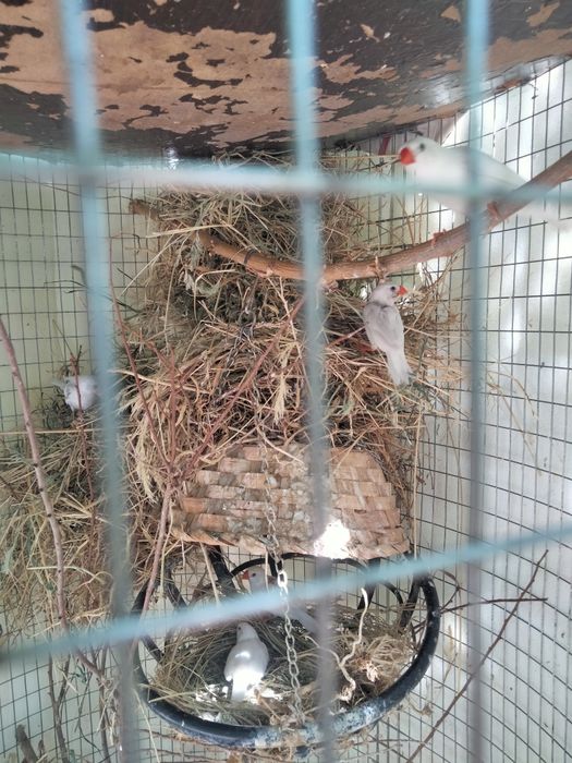 Срочно продам амадинов 6шт.