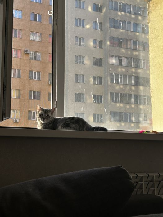 продам шотландского кота