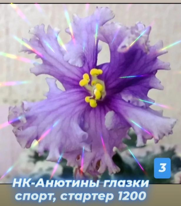 Фиалки сортовые (детки, стартеры)