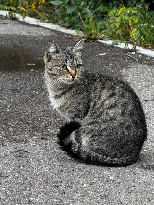 Ищем дом для кошки