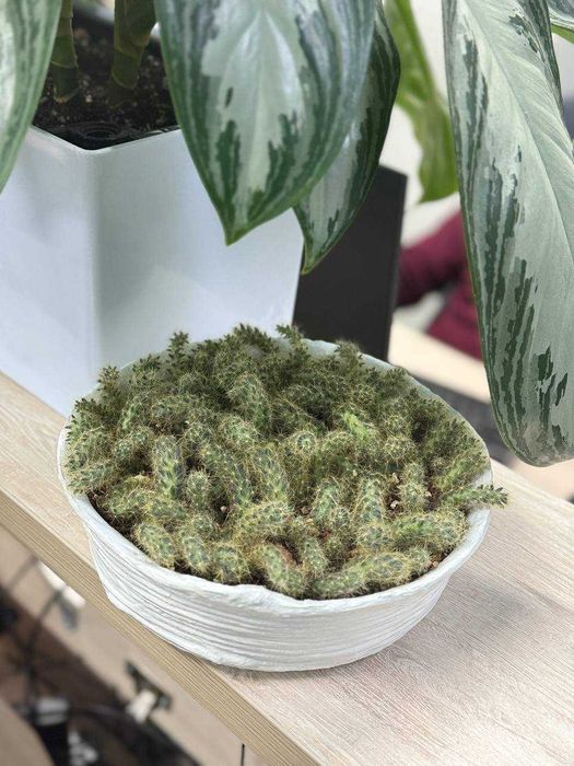 Композиция кактусов (Маммиллярия)