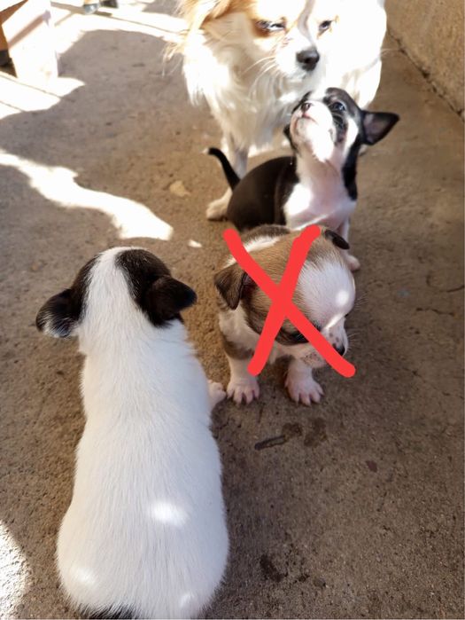 Женски чихуахуа търсят своите стопани