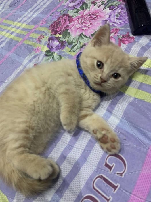 Чистокровный Шатланский скотиш страйт  от правильной вязки.