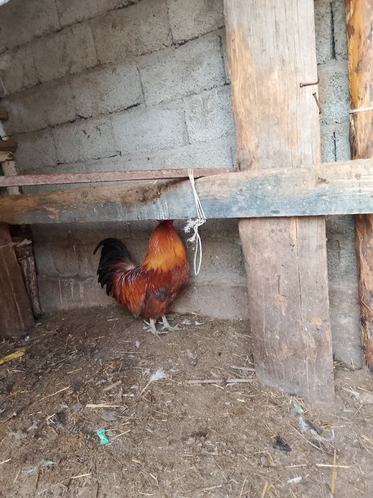 Қораз сатылады домашний