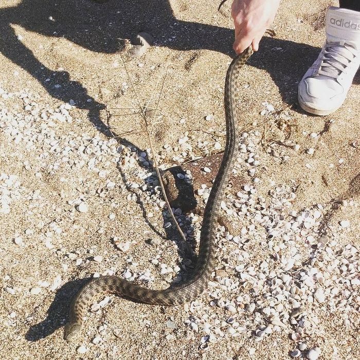 Какие змеи водятся в анапе фото Какие змеи водятся в анапе фото