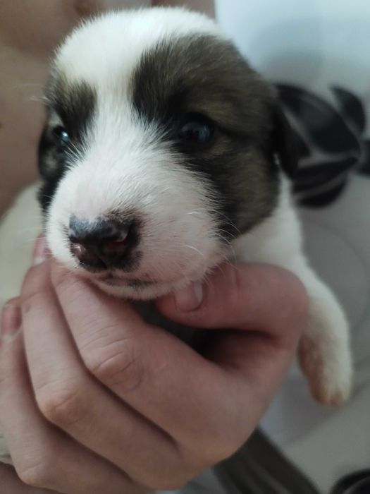 Щенок Джек Рассел терьер