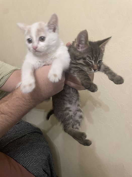 Отдам котенки. Бесплатно!