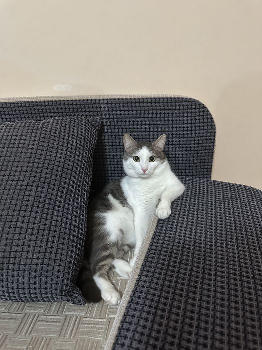 Отдам кота в добрые руки