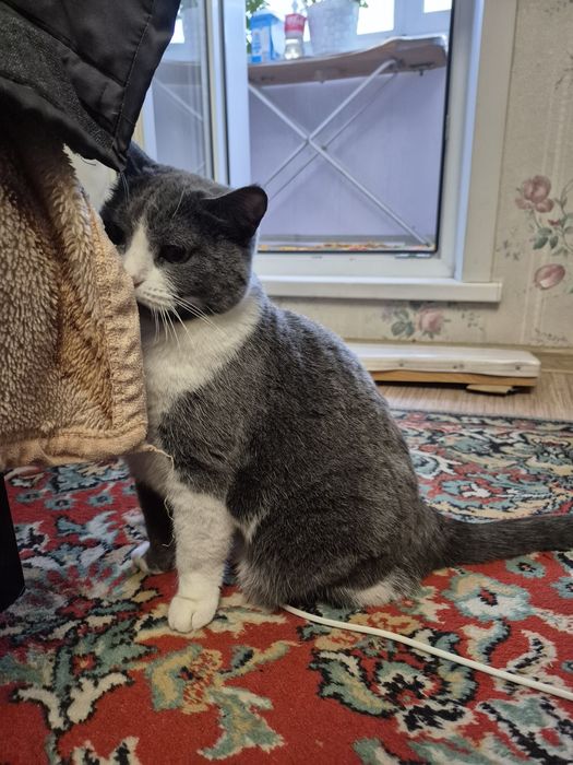 Отдам кошку в хорошие руки