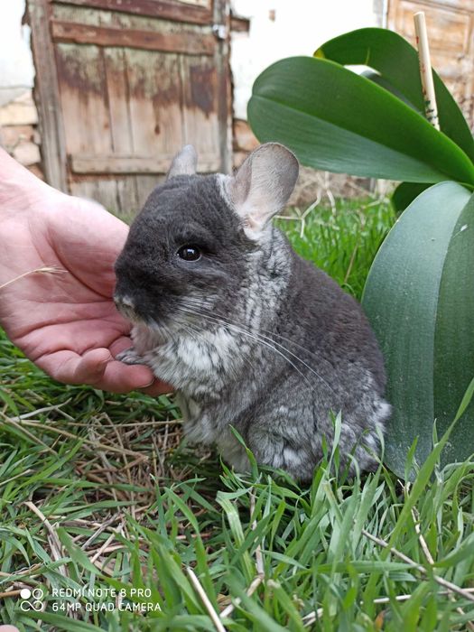 Шиншиллята чистопородные