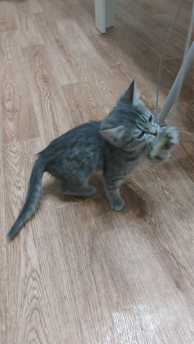 Короткошорстная девочка британка