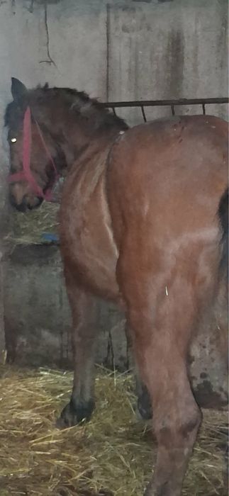 Vand cal castrat de 8 ani