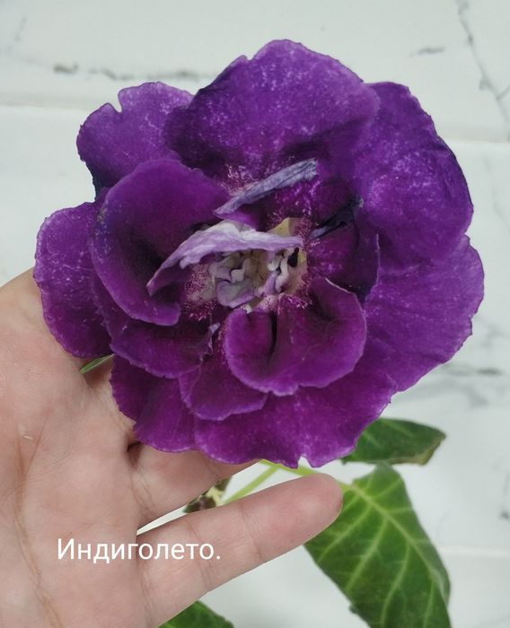 Цветущие глоксинии.