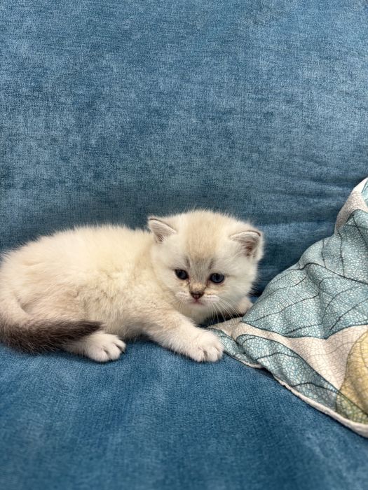 Продается котенок