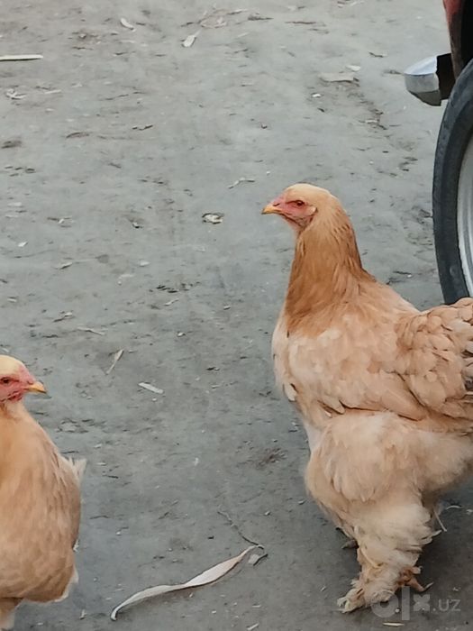 Burama Tovuqlar 15 dona