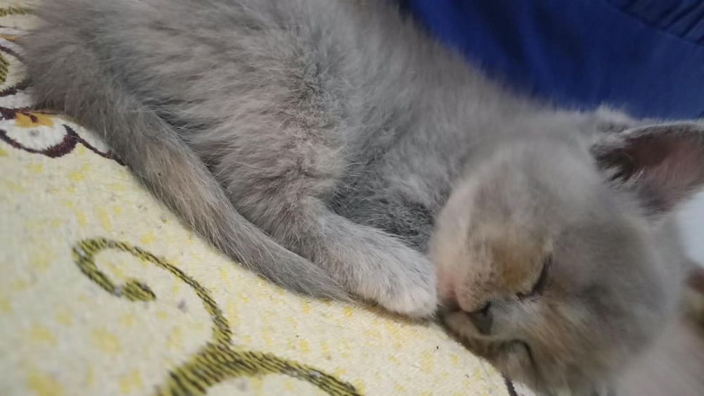 Котята бесплатно