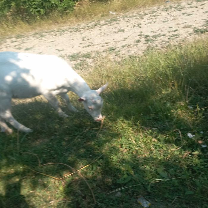 Animale de rasa !