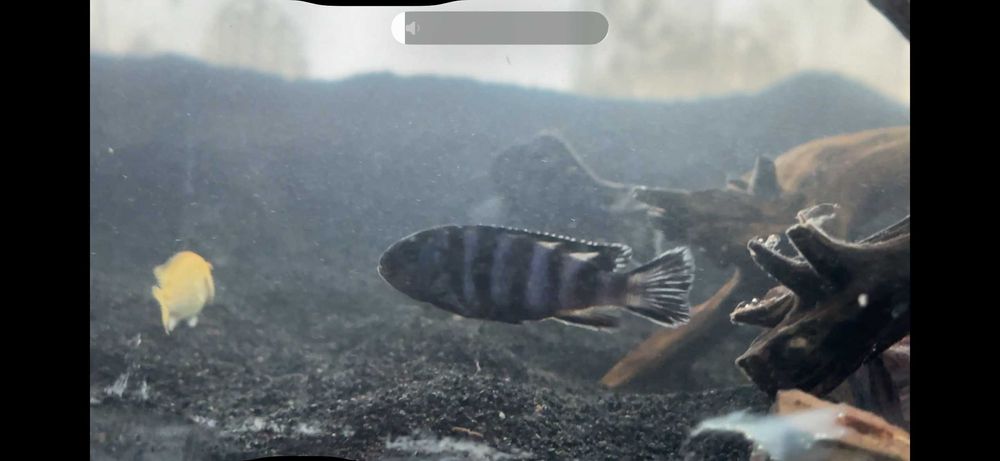 Demaon ishlab turgan par