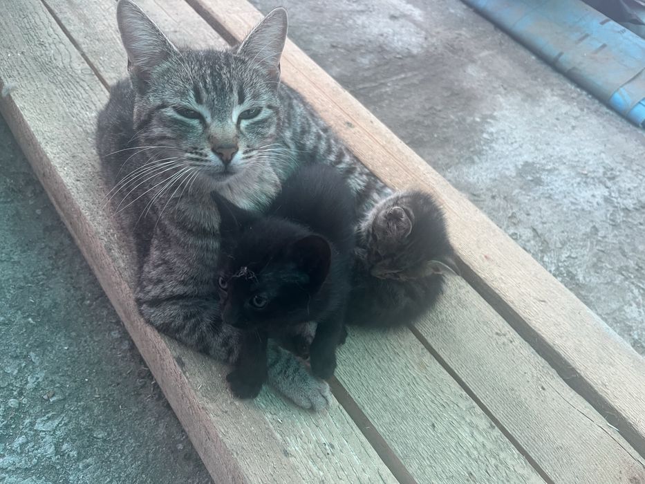 Pui de pisica pentru adoptie