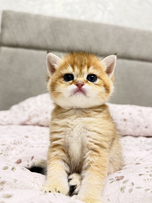 Британские котятки